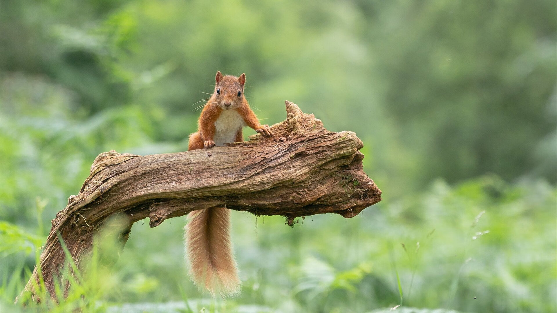 蓝色逆袭，时代落幕，雷诺逆转威廉姆斯，勒克莱尔上演大师级表现
