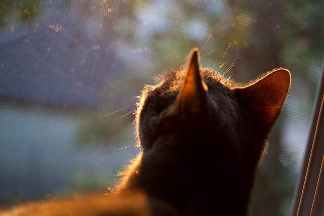 北欧寒夜惊现历史倒影,阿森纳险胜挪威,范戴克为何惊艳四座?
