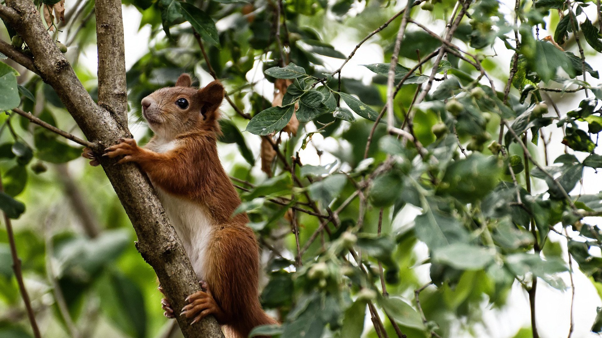 历史铸就的唯一,伦纳德的沉默与篮网争冠之路的决定性一刻