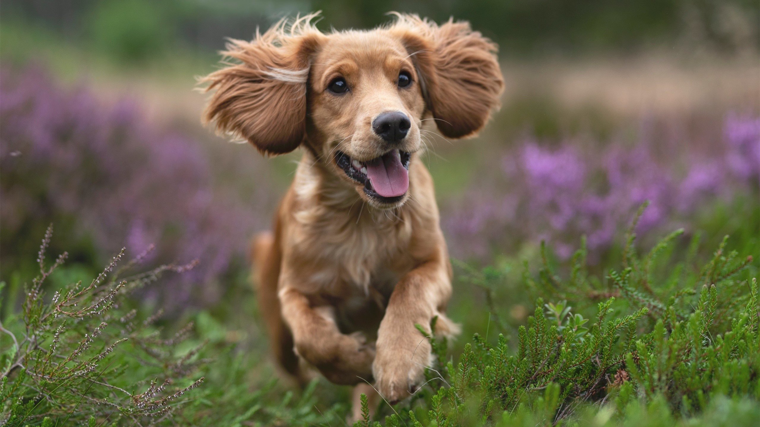 双重隐喻,伊拉克力克瑞士,拉什福德节奏完全掌控