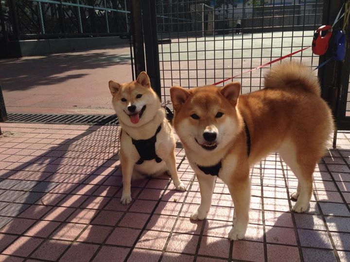 锁链与巨塔,戈贝尔筑起的叹息之墙,让森林狼的利爪深陷泥潭