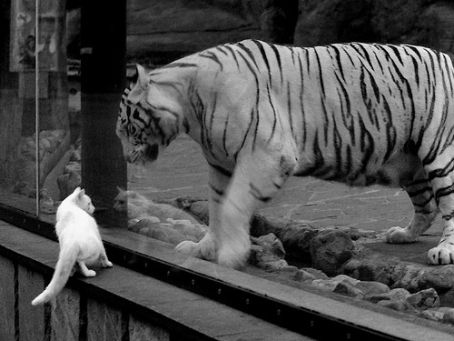 英格拉姆封王之战狂飙40+三双，掘金团队篮球力压森林狼问鼎西部