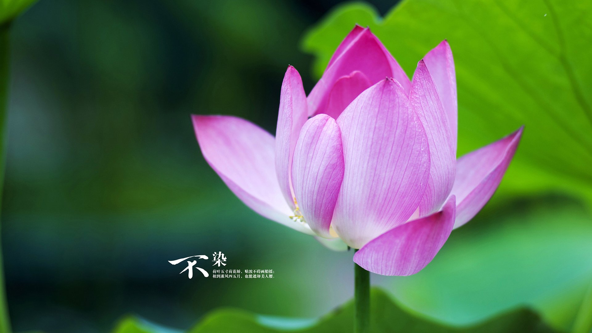 将星闪耀大棋局,西决生死战之夜,卡瓦哈尔那记无可争议的封王传