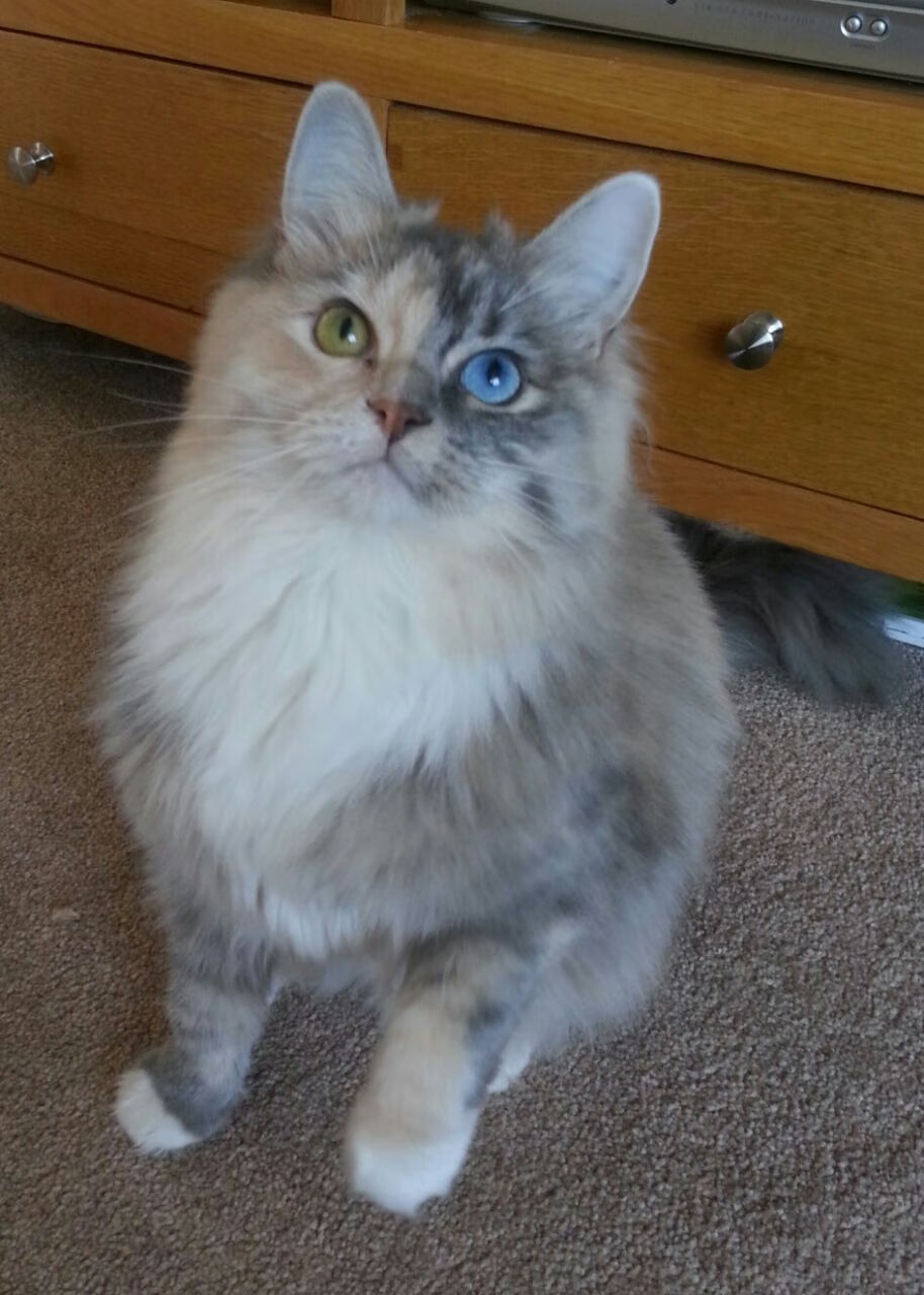 数据锋刃，当萨内个人秀遭遇冰岛战术革命的密码破译