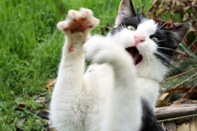 三分雨中的钢骨，阿什拉夫用一记冷箭刺穿伊朗，宣告非洲篮球新王降临