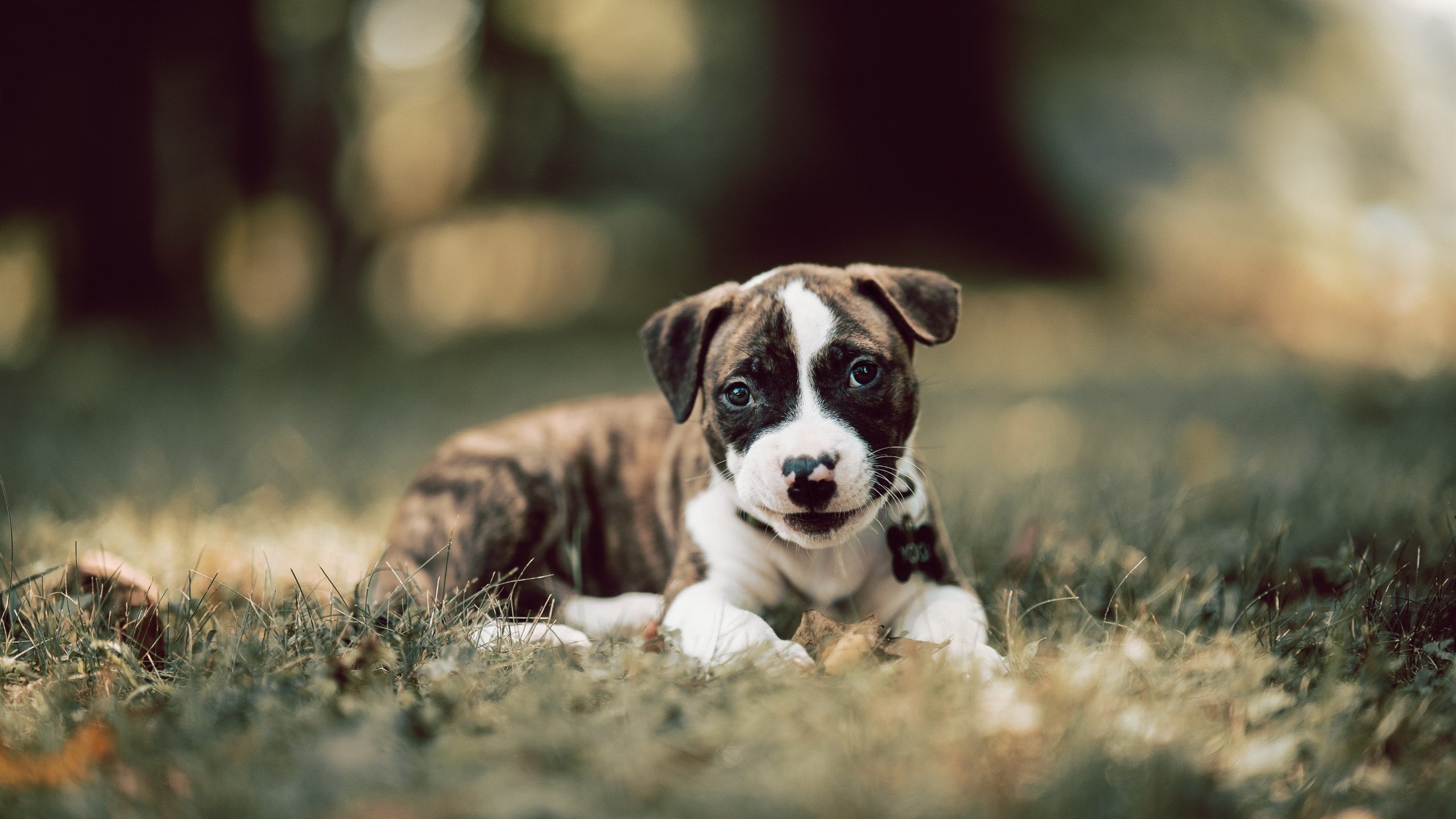 国王登基之夜，库里连斩12分弑鹿，诠释何谓真正的关键先生