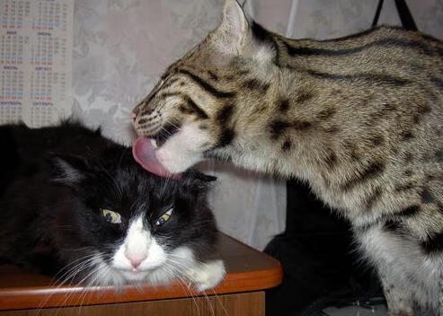 悬念陨落之夜，乔治在美加墨的星光照亮世界杯的永恒瞬间