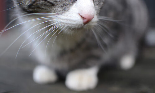 双线奏凯，卡马文加妙笔定乾坤，瑞典团队轻骑破秘鲁