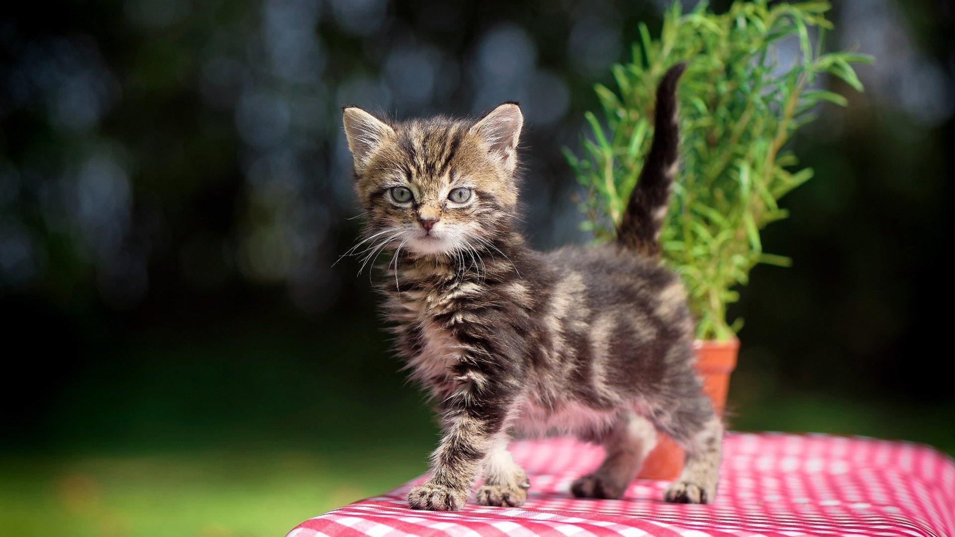 魔术用完美攻防撕碎奇才,霍勒迪38分改写生涯纪录