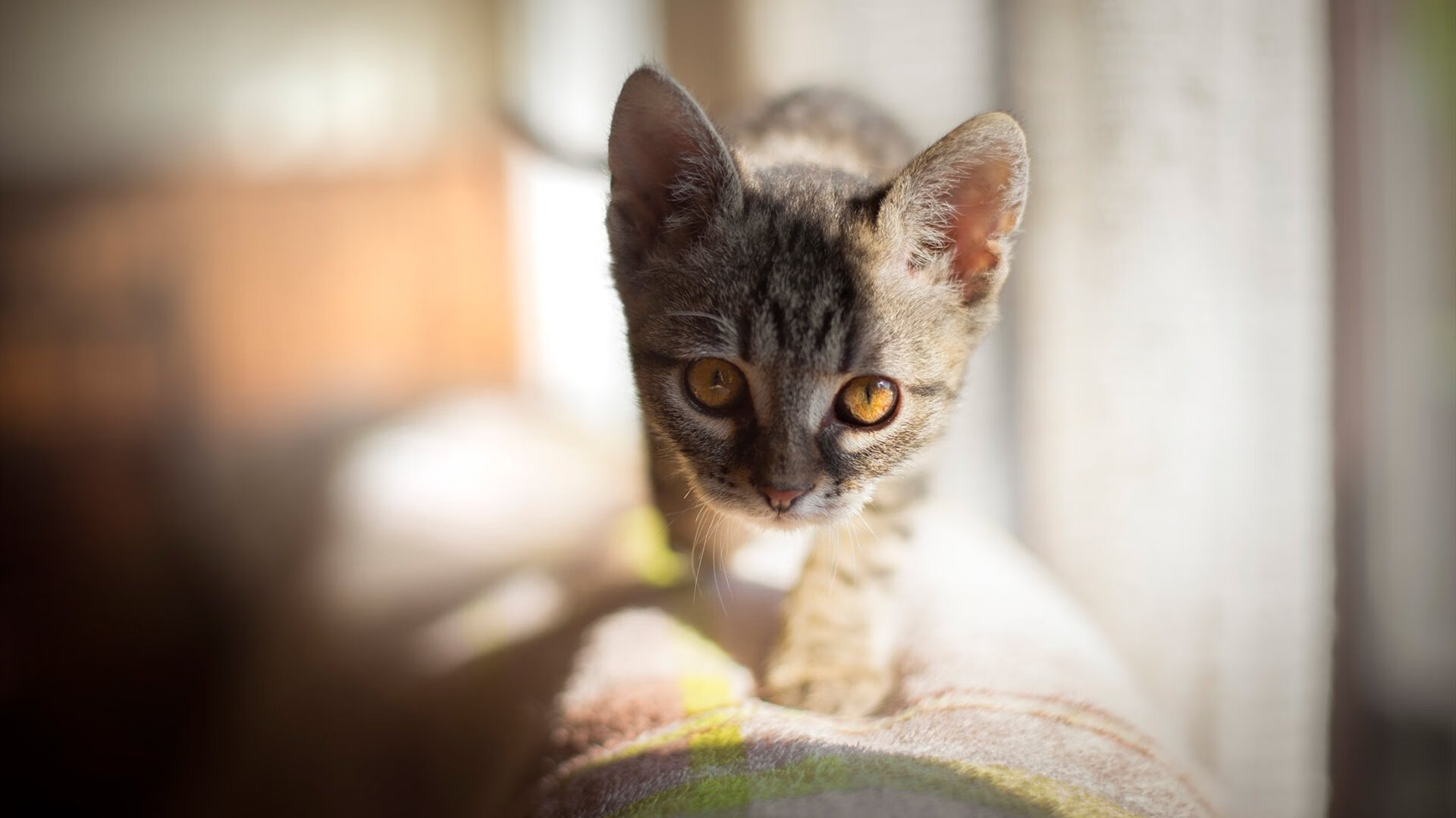 掘金节奏，掌控骑士，班凯罗如何成为关键先生