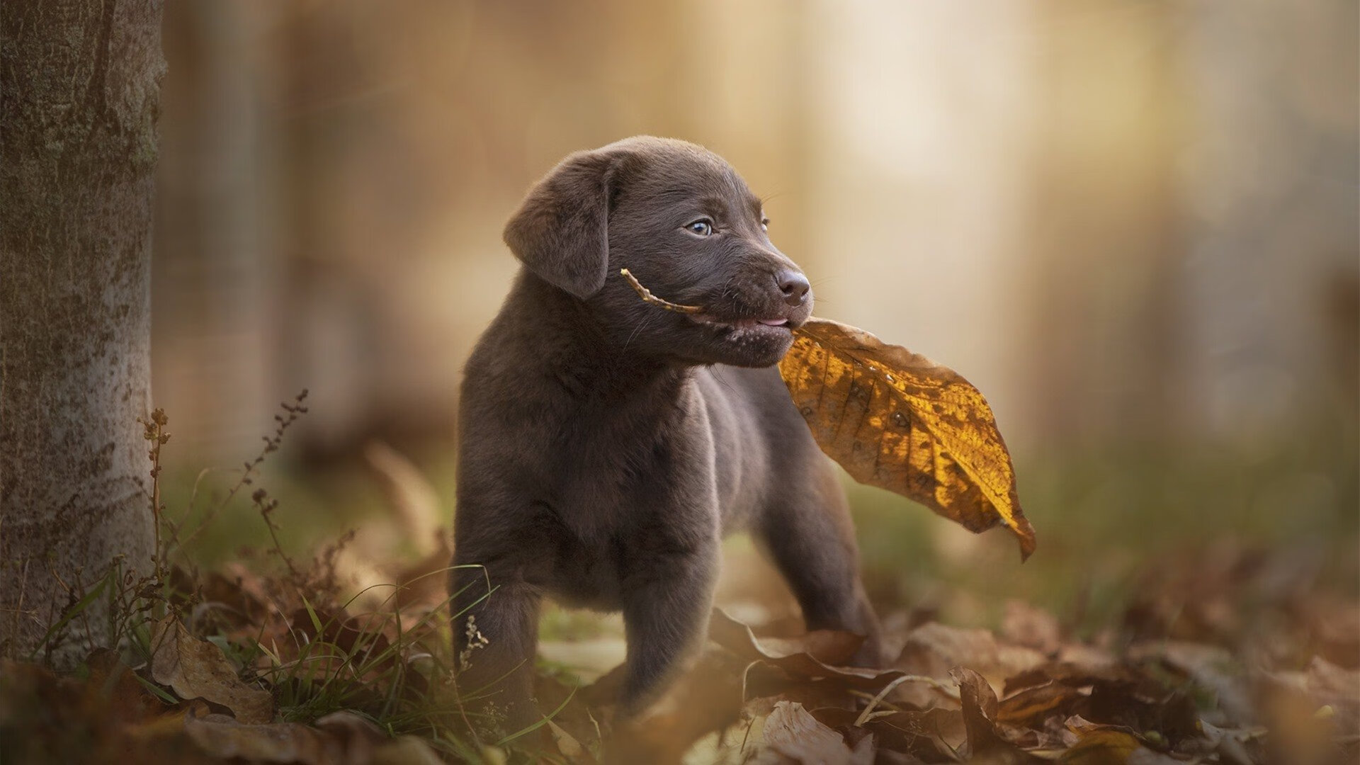 福登，舞台越大越强，威尔士团队足球收割秘鲁的启示