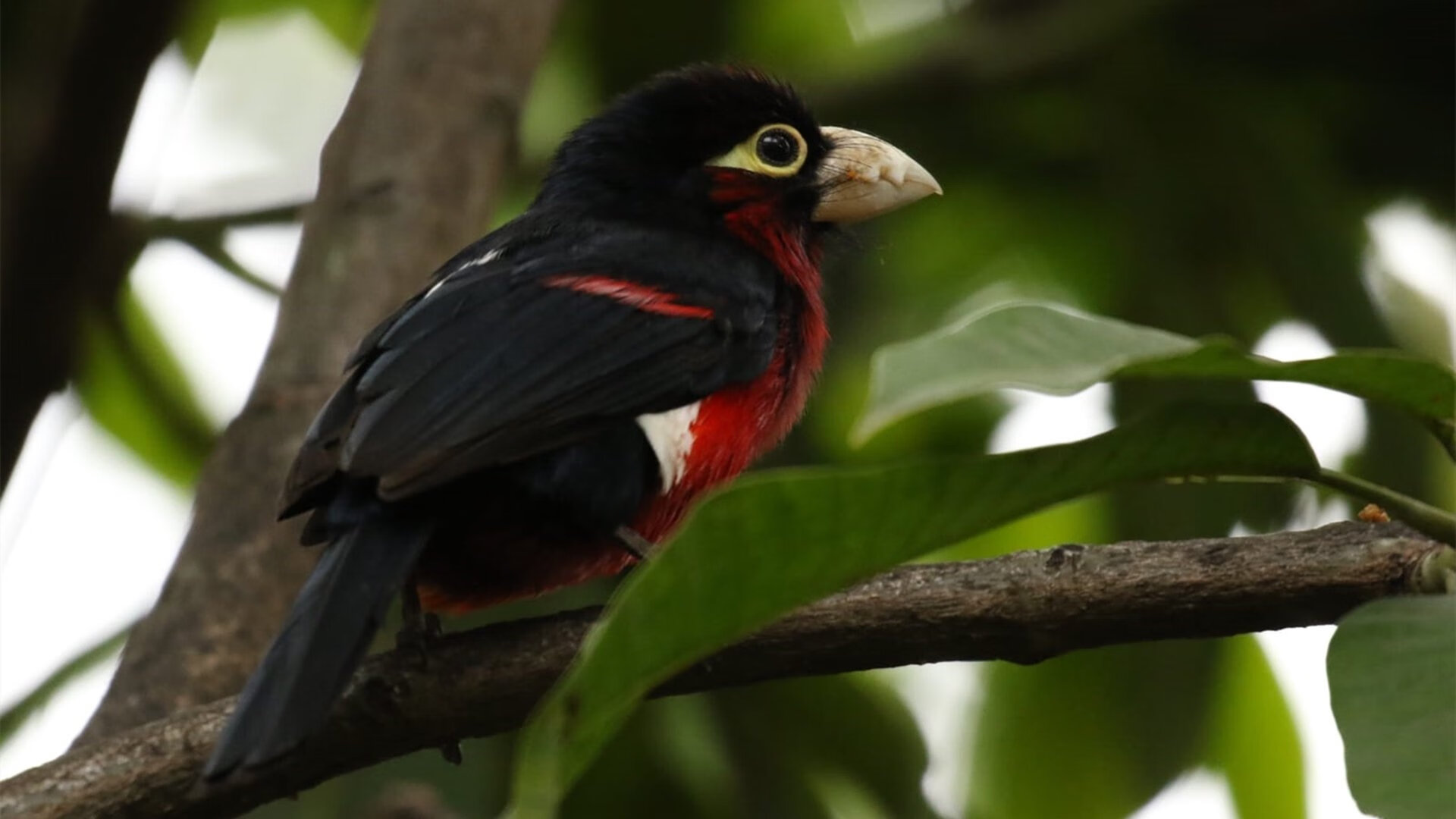 杜兰特狂砍40+尼克斯压哨三分绝杀上海队！
