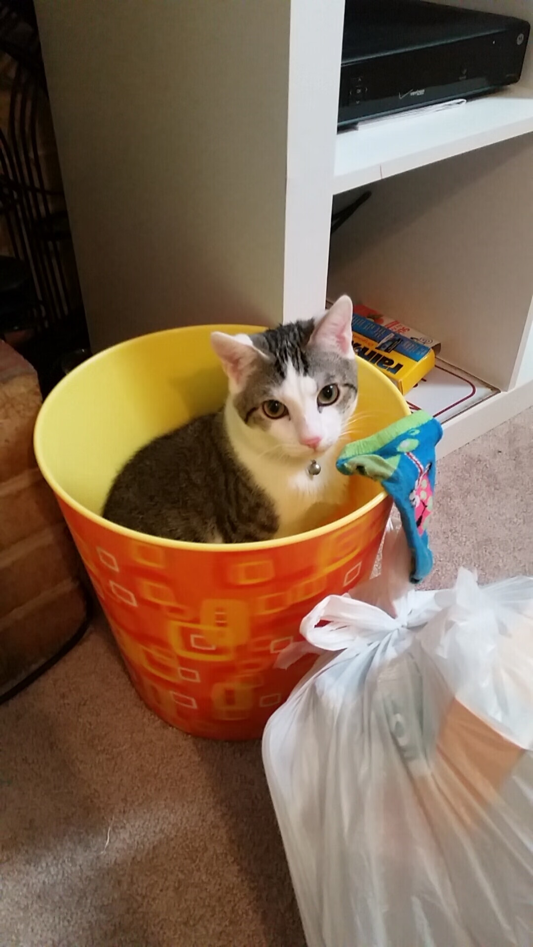 狂胜与绝杀，当广厦席卷篮板，库里射落星辰