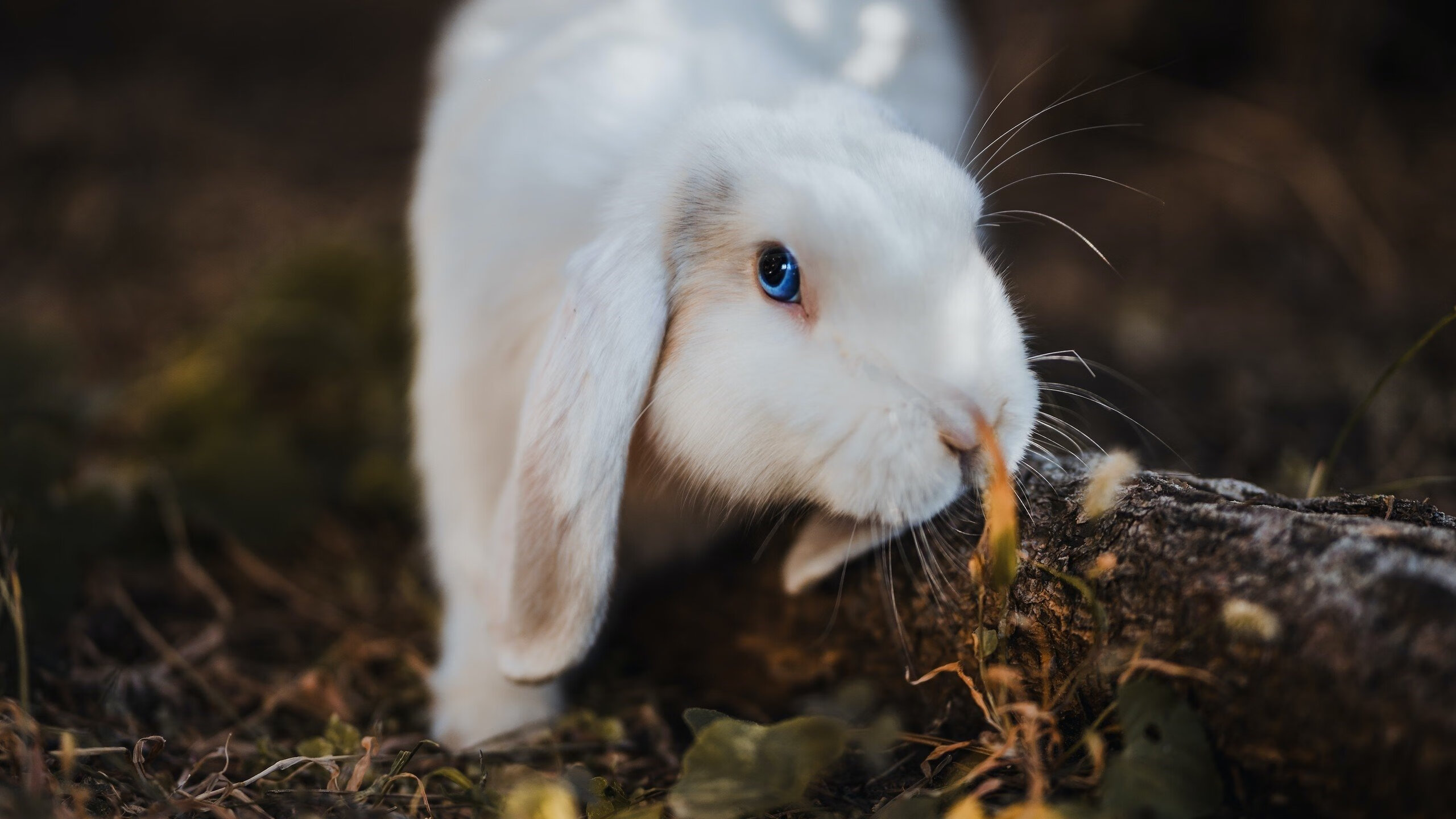 塔图姆44分生涯之夜遭遇戏剧反转，马刺对太阳连续18分攻击波抢走头条